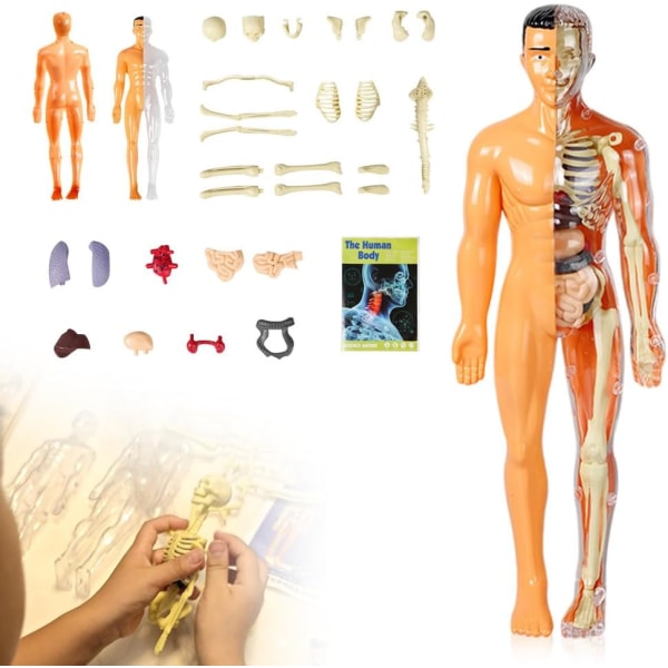 3D Human Body Torso Mol for Kid Anatomy Mol Skelett Mini Human Style a