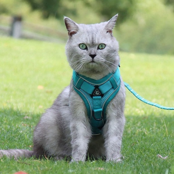 Pet Cat Sele & koppel Set Andas Justerbar Hund Sele Små hundar Kat Blue S