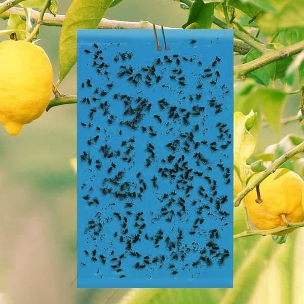 40 st insektsfällor, dubbelsidiga klibbiga fällor, insektsfällor, blå dubbelsidig flugfälla, blått anti-insekts papper