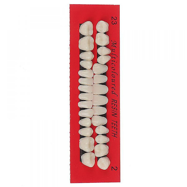 28pcs Set Universal Resi False Teeth Resin Teeth Model