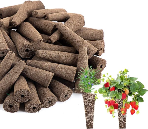 Plante Svamp, Rotvekst Svamp, Generasjon Planter Starter Erstatning