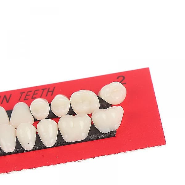 28 kpl Universal Resi False Teeth Resin Teeth Model