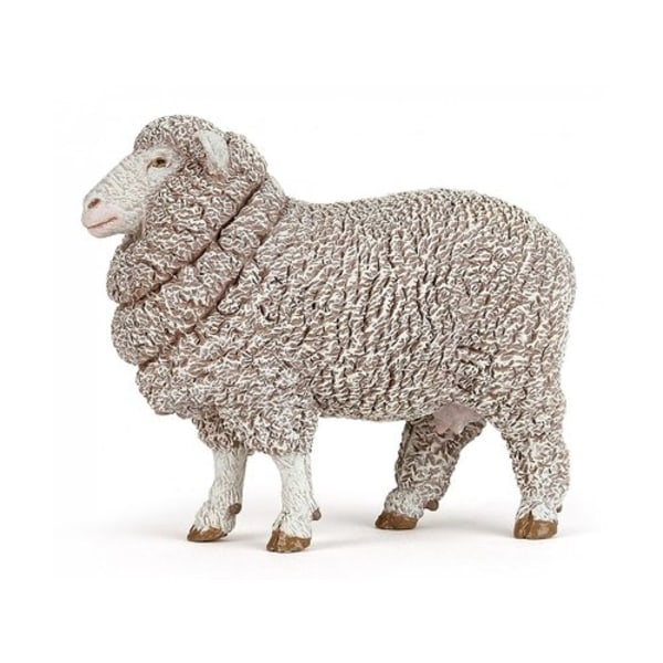 Lammas Merino - Papo
