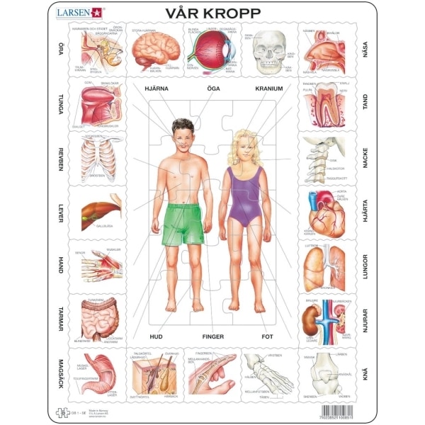 Kroppspussel, Vår Kropp  -  Larsen