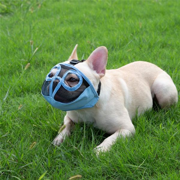 Kort nos hundmunstycke - Justerbart andningsbart mesh bulldogmunstycke för bitning tuggning slickning grooming hundmask, blå, L