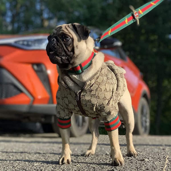Luksus Hundehættetrøje Hunde Tøj Vinter Design Lille Hunde Frakke Varm Kæledyr Hunde Frakke Lynlås Design Nem Til/Fra Fransk Bulldog Teddy Mops Hvalpe Tøj(S)