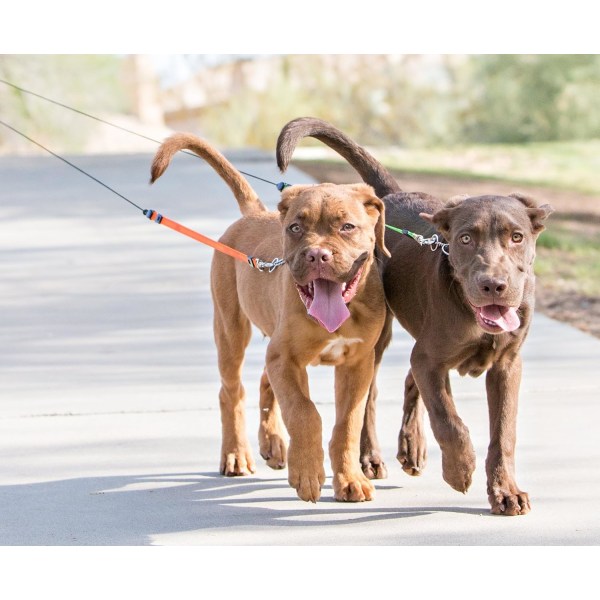 2 Reflekserende uttrekkbar kjæledyrsbånd for to hunder - To hunder hver opp til 50 lbs og 10 fot. Reflekterende oransje og grønne ledninger. Dobbel låsing, liten, grå