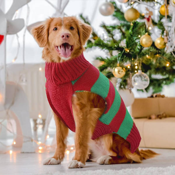 Hund Katt Jultröja Pojke Flicka Ful Ren Jul Husdjurskläder Valpdräkt Nyårsgåvor för Hundkläder (XL, Röd Grön Randig Ren)