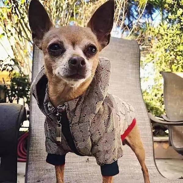 Hundtröja Lyx Hundkläder Vinter Design Liten Hundrockar Varm Husdjur Hundrock Dragkedja Design Lätt På/Av Fransk Bulldog Teddy Mops Valp Kläder(XXL)