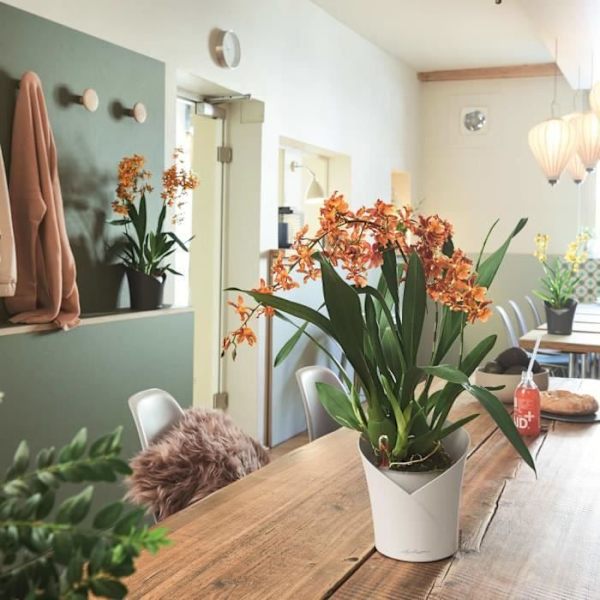 LECHUZA Kruka ORCHIDEA ALL-IN-ONE Matt vit