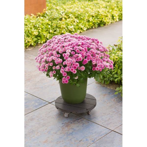Krukställ med hjul - NATURE - WPC H7,5 x Ø30 cm - 4 hjul - Antracit