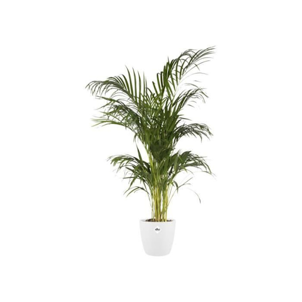 Bryssel Rond 25 vit