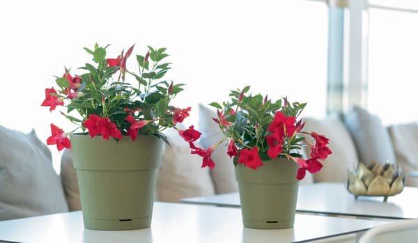 STEFANPLAST ETHICA Blomkruka - 2 L - 40 x h39 cm - Med vattenbehållare - Grå