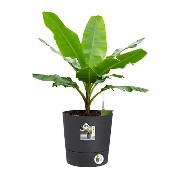 Elho Blomkruka Rund Plast Greensense Aqua Care Charcoal Grey Ø 34.5 x H 34.1 cm 35 L