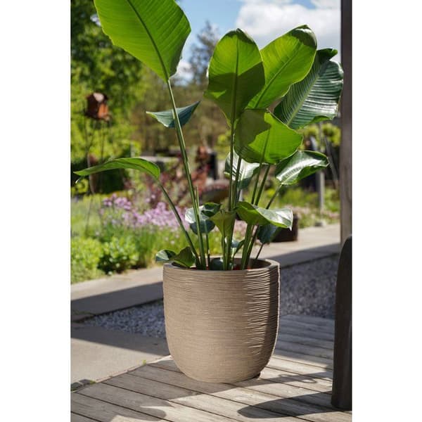 Bollkruka - CAPI EUROPE - Rib NL - 43 x 41 cm - Beige