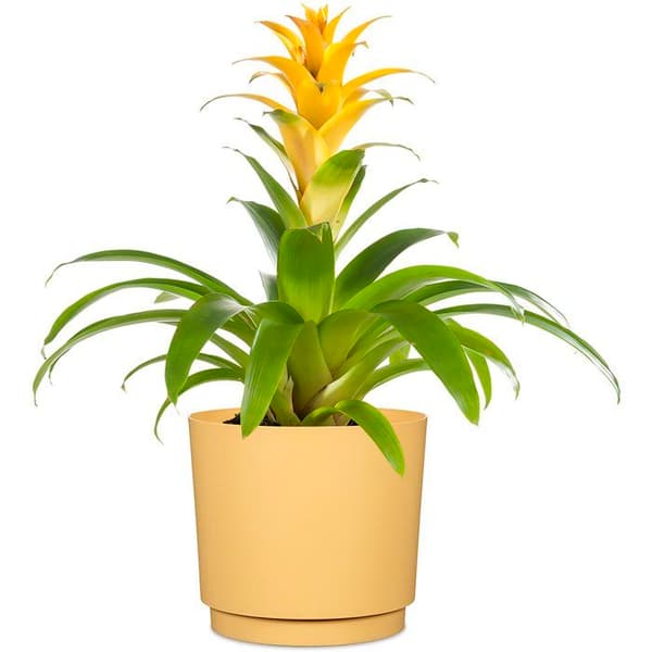 Rund blomkruka - DEROMA - 236 - 13 L - Ø 29 cm - Gul