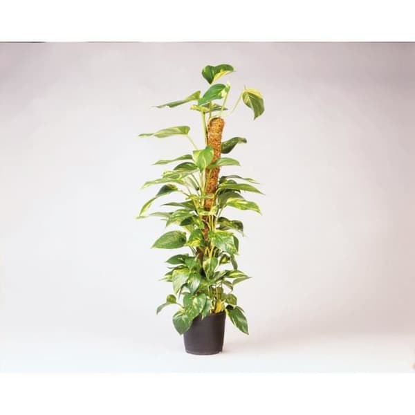 NATUR Insats av kokosfibrer - H120 cm