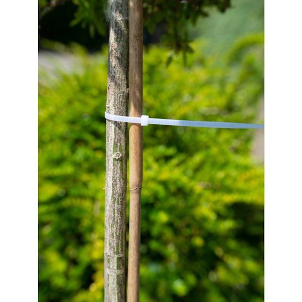Trädstödkrage - NATURE - 15 cm - 25-pack - Transparent