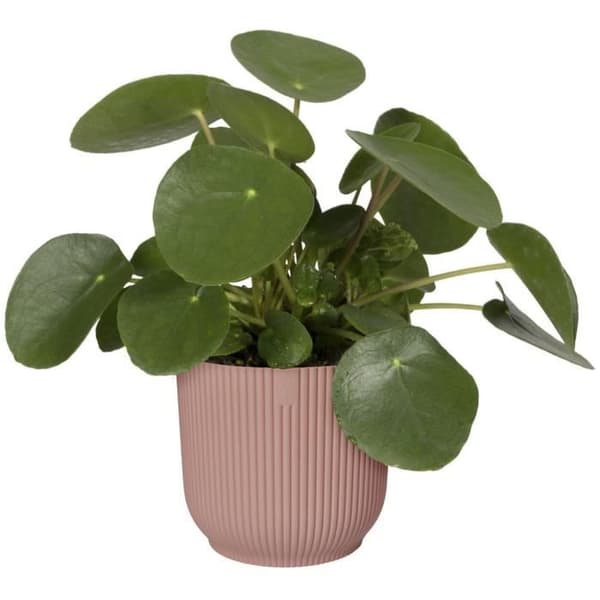 Rund blomkruka vibbar - plast - Ø25 - pulverrosa