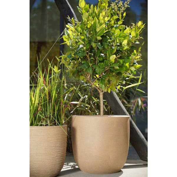 Bollkruka - CAPI EUROPE - Rib NL - 35 x 34 cm - Beige