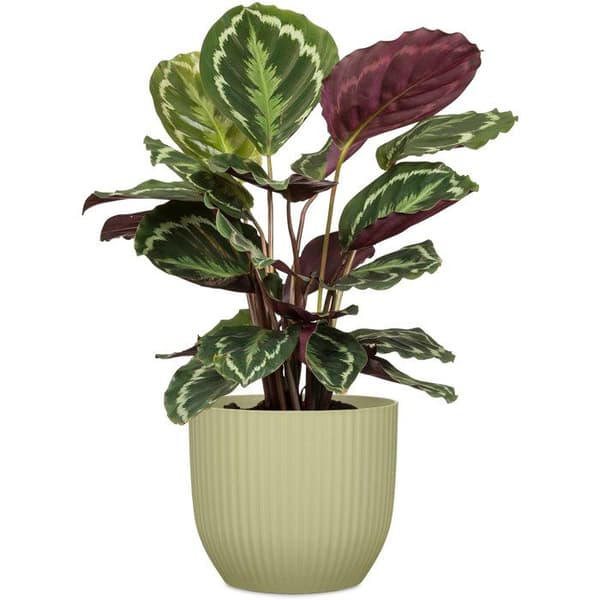 Rund blomkruka - DEROMA - 231 - 7 L - Ø 24 cm - Grön