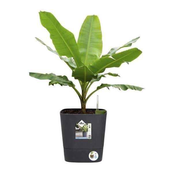 ELHO - Blomkruka - Greensense Aqua Care Square 30 - Kolgrå - Inomhus/utomhus - Ø 29,5 x H 30,2 cm