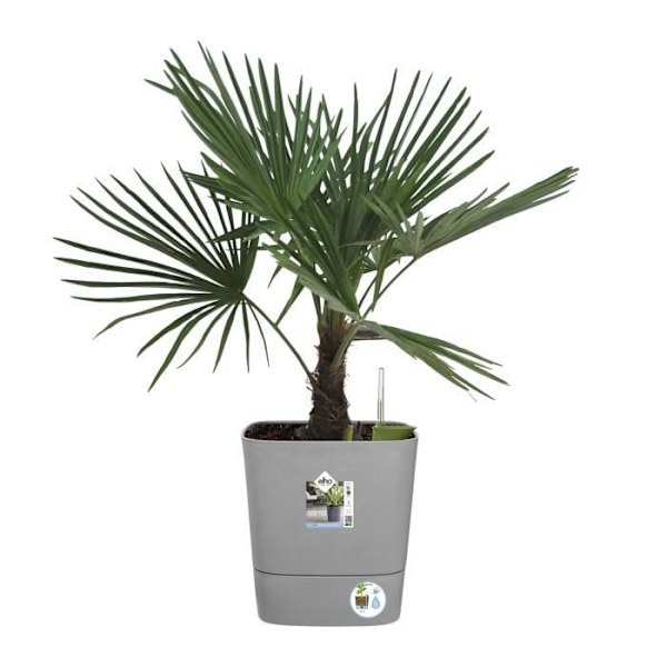 ELHO - Blomkruka - Greensense Aqua Care Square 38 - Lätt cement - Inomhus/utomhus - Ø 38 x H 38,9 cm