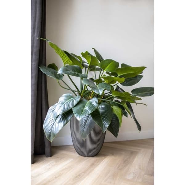 Capi Elegant Vas Groove 46x58 cm Antracit 445501