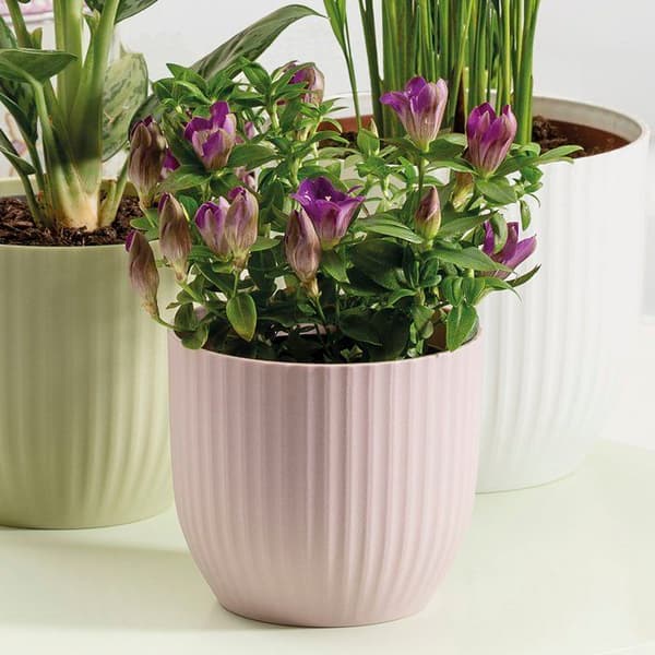 Rund blomkruka - DEROMA - 231 - 7 L - Ø 24 cm - Rosa