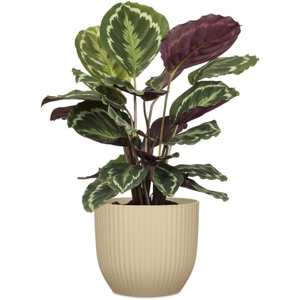 Rund blomkruka - DEROMA - 231 - 7 L - Ø 24 cm - Brun