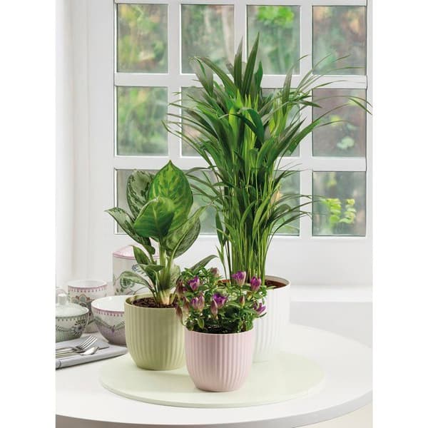 Rund blomkruka - DEROMA - 231 - 7 L - Ø 24 cm - Rosa