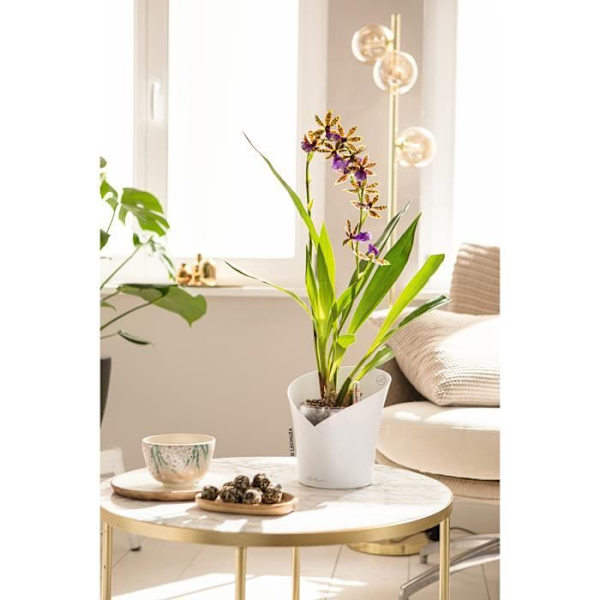 LECHUZA Kruka ORCHIDEA ALL-IN-ONE Matt vit