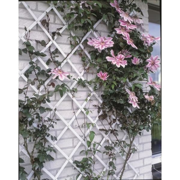 Vit plast utdragbar spaljé - 50x150cm