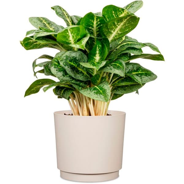 Rund blomkruka - DEROMA - 236 - 13 L - Ø 29 cm - Beige