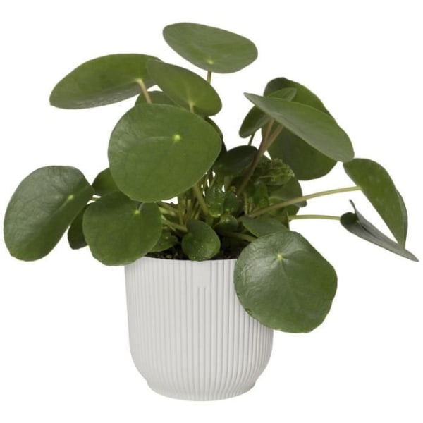 Rund blomkruka vibbar - plast - Ø25 - vit