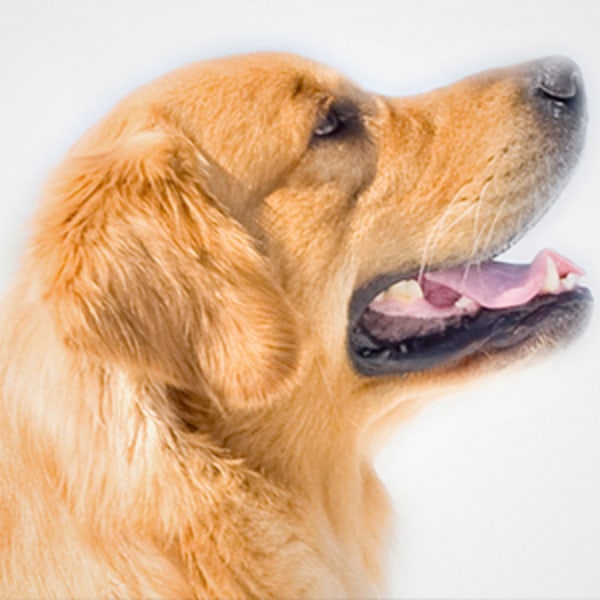 Hundeplejeklippere, Trådløs trimmer til små kæledyrshår, Støjsvag