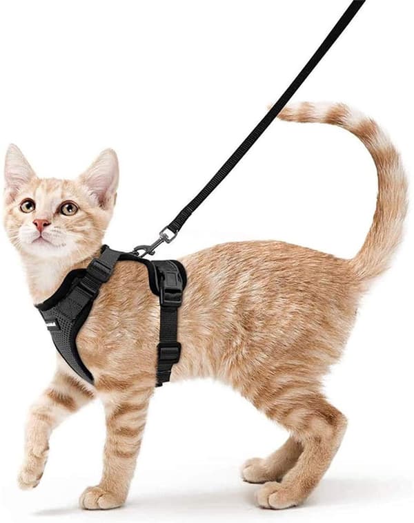 Katte snor 150cm - Velegnet til killinger og små hunde, XS, Sort