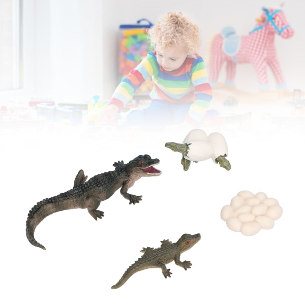 Simulation Animal Crocodile Growth Cycle Model Crocodile Growth Process Children's Science Education Educational Toys