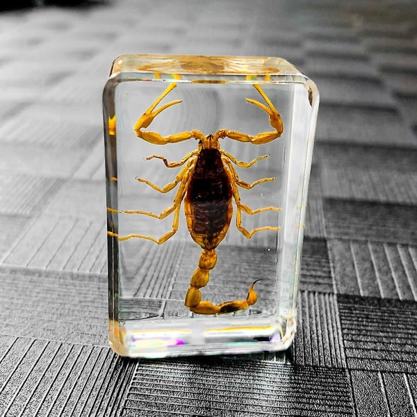 Insektssten Naturliga Skorpioner Inkludering Amber Exemplar Hem
