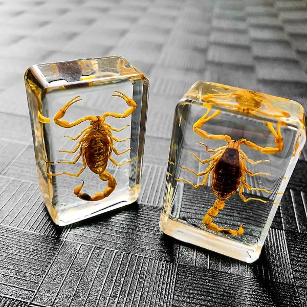 Insektssten Naturliga Skorpioner Inkludering Amber Exemplar Hem