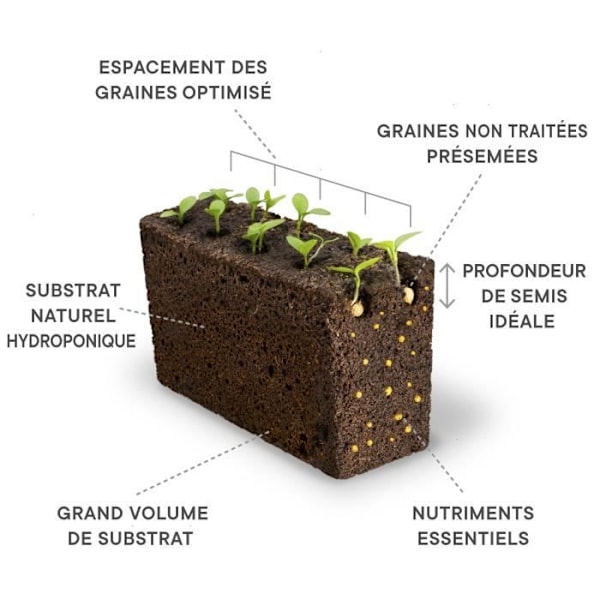 Lingot® Organic Spearmint - Véritable® Vegetable Garden Compatible - 4 til 6 måneders høst Grøn