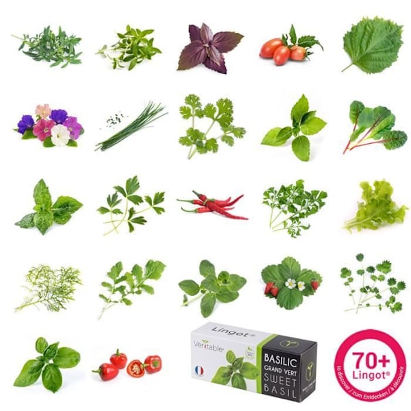 Lingot® Organic Spearmint - Véritable® Vegetable Garden Compatible - 4 til 6 måneders høst Grøn