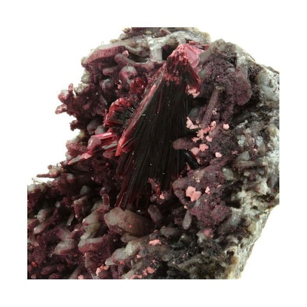 Stenar och mineraler. Erytrit. 189,5 cent. Bou Azzer-distriktet, Tazenakht, Marocko.