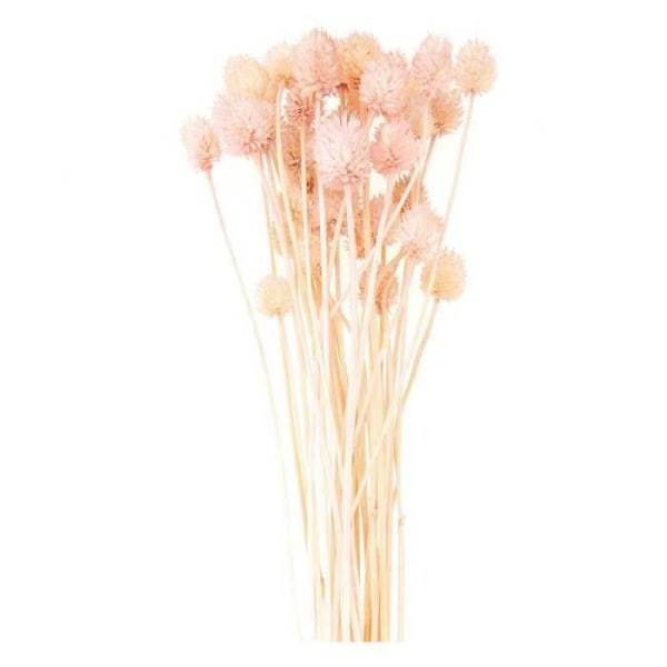 Japansk torkad tesel rosa - 70 cm