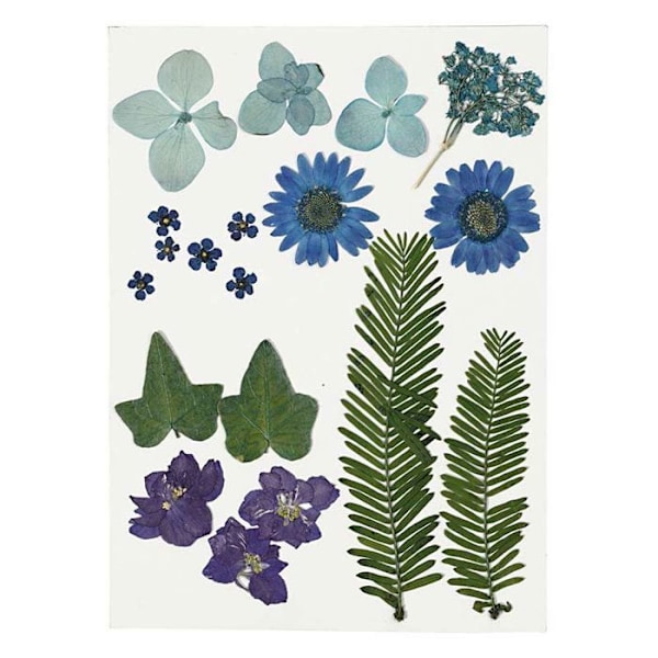 Sortiment av torkade blommor - Blå - 19 st - Äkta blommor - Inredning - Blanda Blå