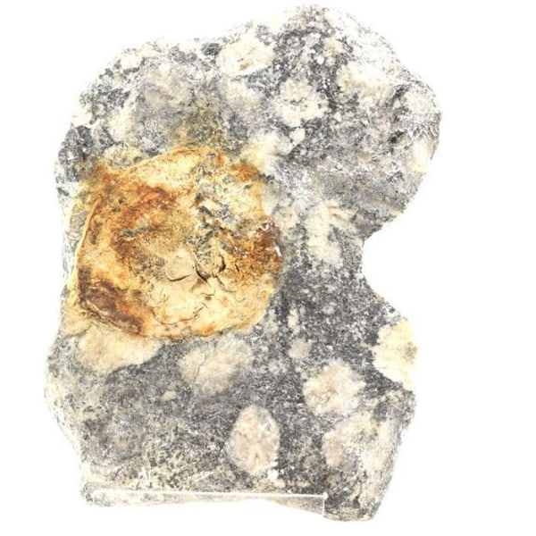 Kivet ja mineraalit. Orbicular Diorite. 2162,20 senttiä. Sainte-Lucie-de-Tallano, Corsica-du-Sud, Ranska. Rosa
