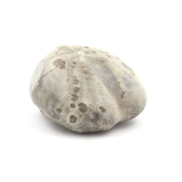 Sten og mineraler. Fossil søpindsvin, Toxaster Amplus. 102,80 øre. Claix, Isère, Frankrig.