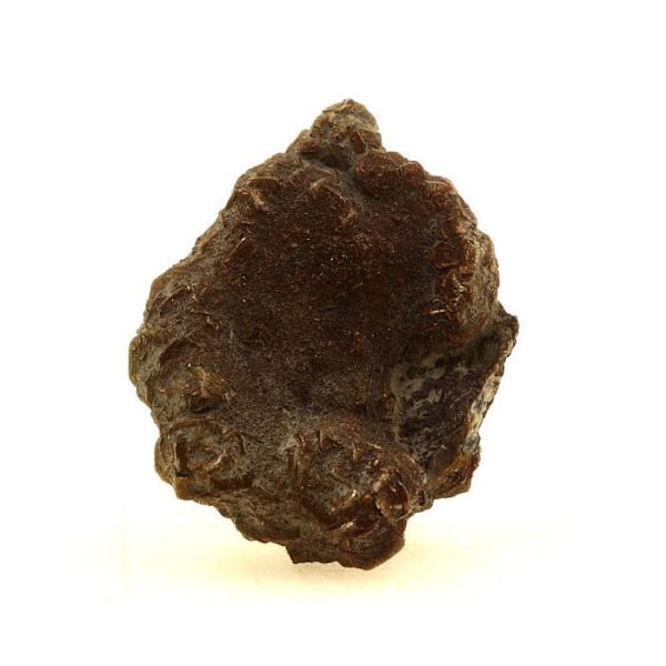Stenar och mineraler. Pyrit på Fossil Plicate. 93,0 ct. Gargas, Apt, Provence-Alpes-Côte d'Azur, Frankrike.