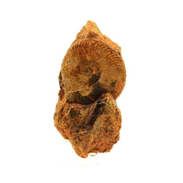 Sten og mineraler. Fossil Pseudogrammoceras Fallaciosum + Belemnit. 2271,0 øre. (7 cm) Belmont-d'Azergues, Rhône, Frankrig.