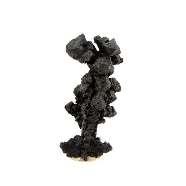 Sten og mineraler. Acanthit. 131,0 øre. Imiter Mine, Drâa-Tafilalet, Marokko.